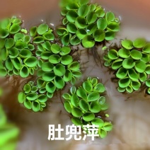 浮萍水草肚兜萍养鱼龟虾水生水培植物芙蓉养鱼缸造景四季净化