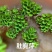 浮萍水草肚兜萍养鱼龟虾水生水培植物芙蓉养鱼缸造景四季净化
