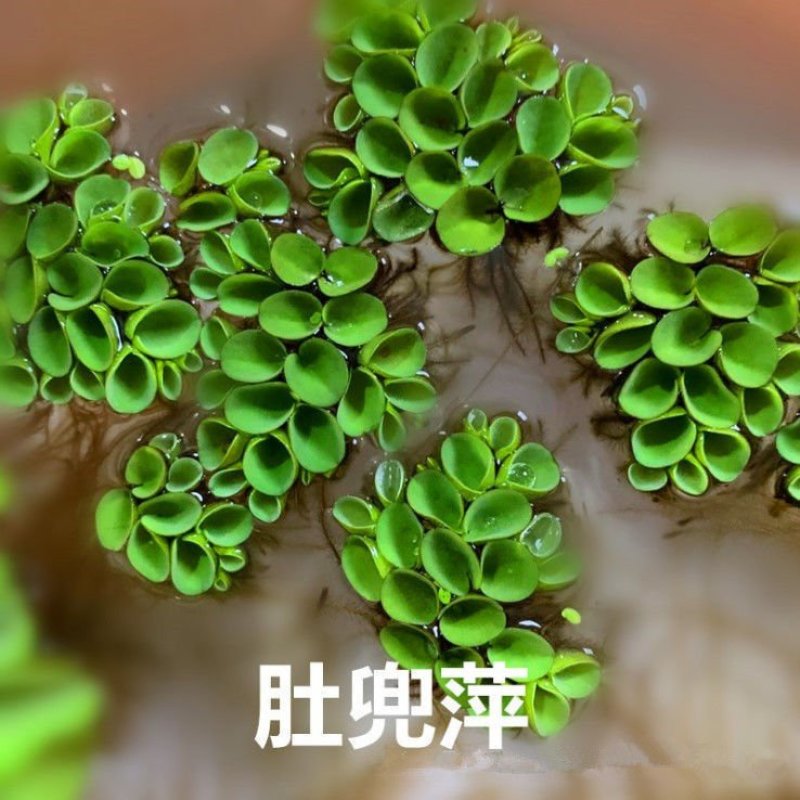 浮萍水草肚兜萍养鱼龟虾水生水培植物芙蓉养鱼缸造景四季净化