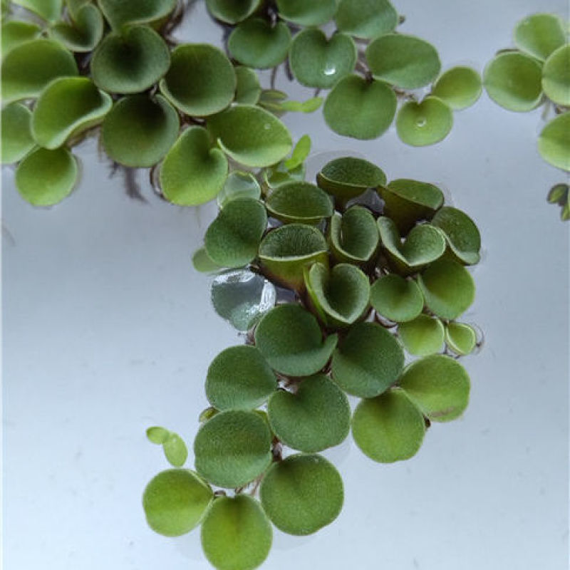 浮萍水草肚兜萍养鱼龟虾水生水培植物芙蓉养鱼缸造景四季净化