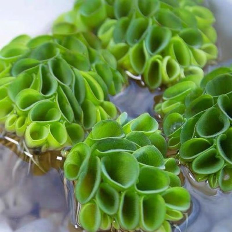 浮萍水草肚兜萍养鱼龟虾水生水培植物芙蓉养鱼缸造景四季净化