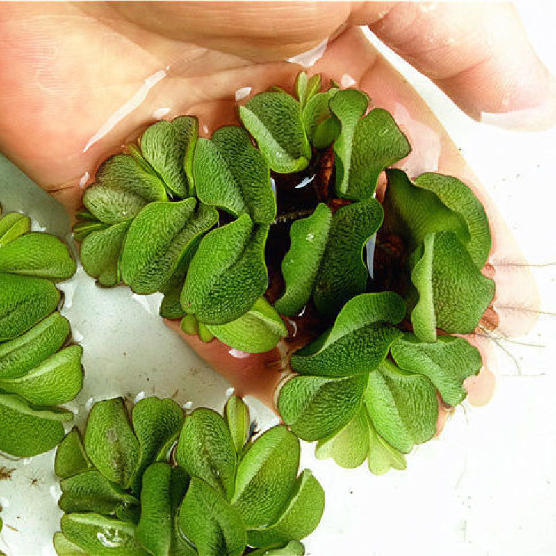 浮萍水草肚兜萍养鱼龟虾水生水培植物芙蓉养鱼缸造景四季净化