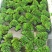 浮萍水草肚兜萍养鱼龟虾水生水培植物芙蓉养鱼缸造景四季净化