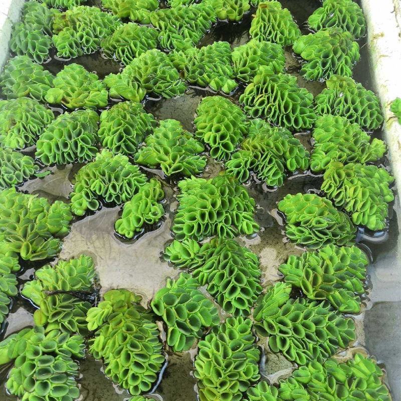 浮萍水草肚兜萍养鱼龟虾水生水培植物芙蓉养鱼缸造景四季净化