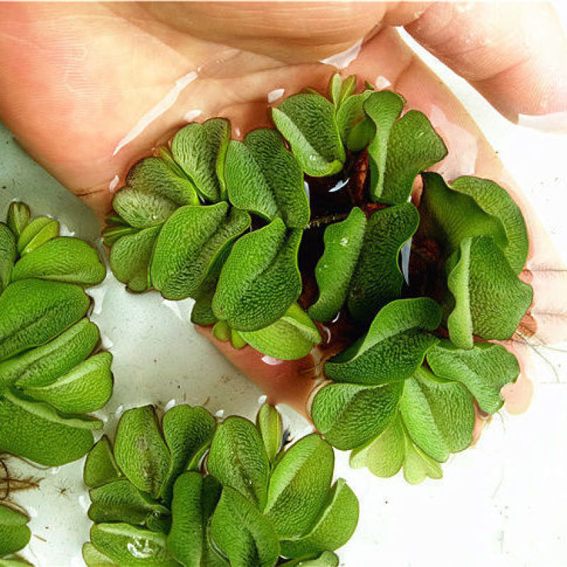 浮萍水草肚兜萍养鱼龟虾水生水培植物芙蓉养鱼缸造景四季净化