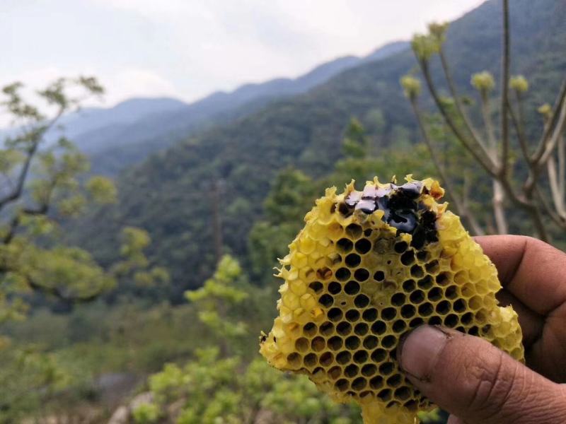 黑蜂蜜，云南高海拔米团花黑蜂蜜，药用价值高产地一手货源