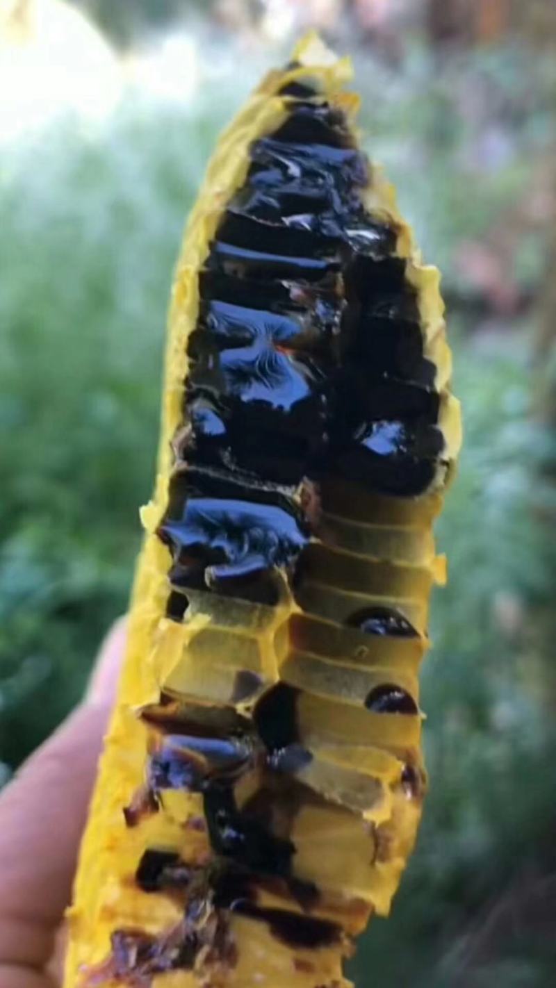 黑蜂蜜，云南高海拔米团花黑蜂蜜，药用价值高产地一手货源