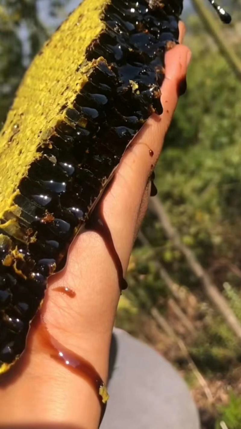 黑蜂蜜，云南高海拔米团花黑蜂蜜，药用价值高产地一手货源