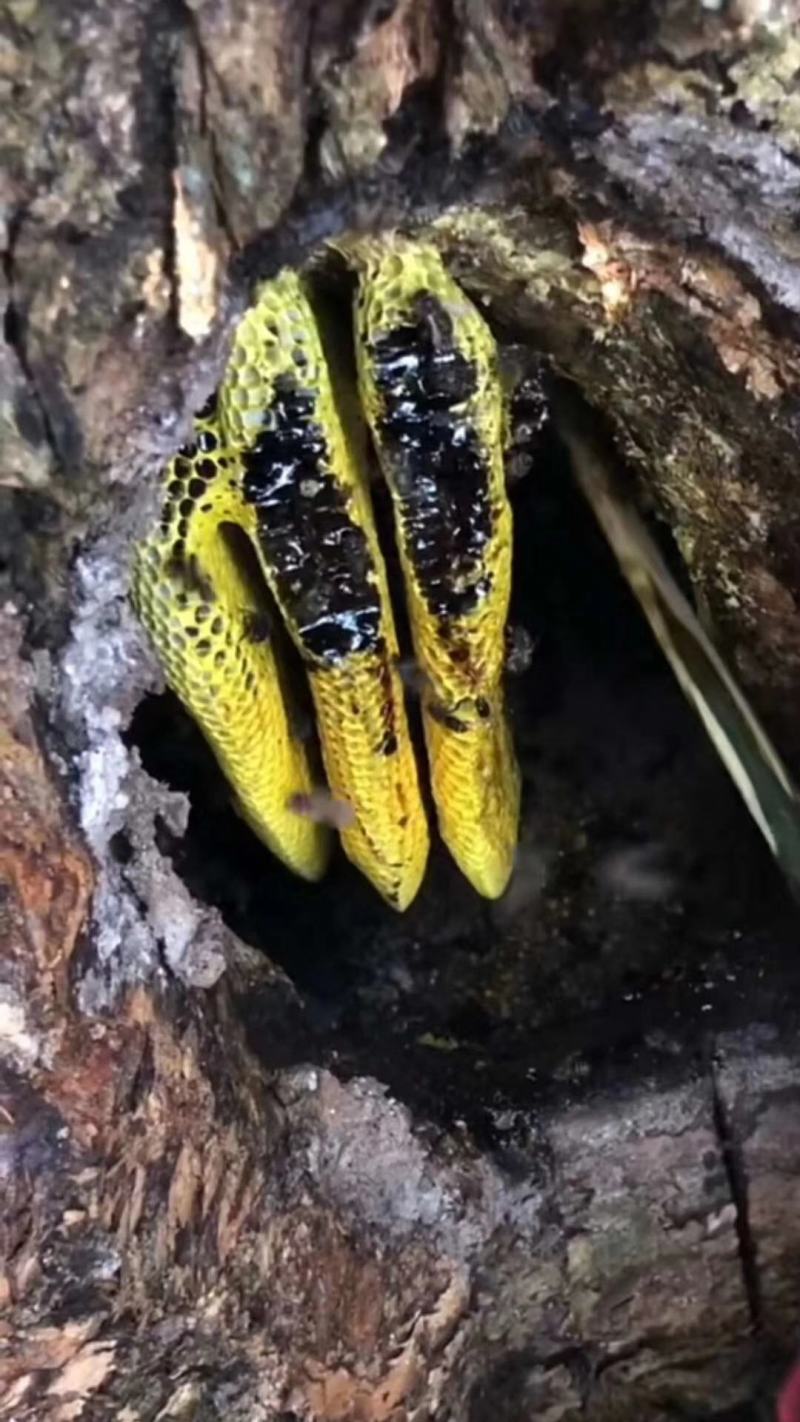 黑蜂蜜，云南高海拔米团花黑蜂蜜，药用价值高产地一手货源