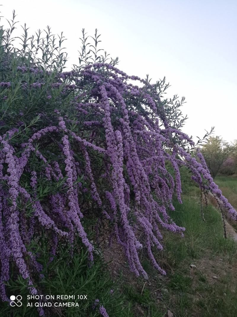醉鱼草