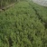 醉鱼草