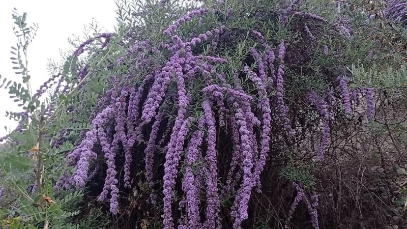 醉鱼草