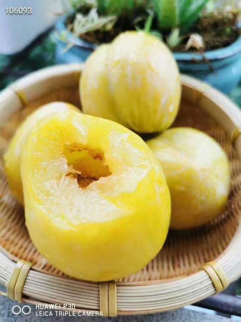 【精选优品】黄金李湖南郴州市种植黄金奈李肉脆纯甜一件代发