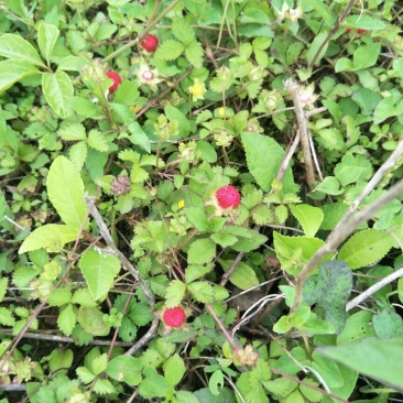 野生蛇莓苗，天然生长，自然有机，无农药化肥，药性强，可绿