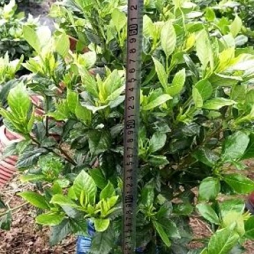 本地栀子花，花苞多，基地直销，现挖现发量大从优，欢迎洽谈