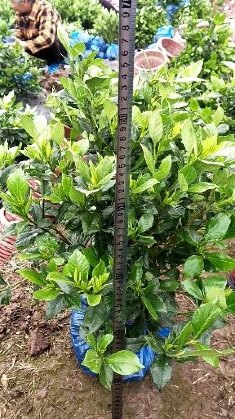 本地栀子花，花苞多，基地直销，现挖现发量大从优，欢迎洽谈