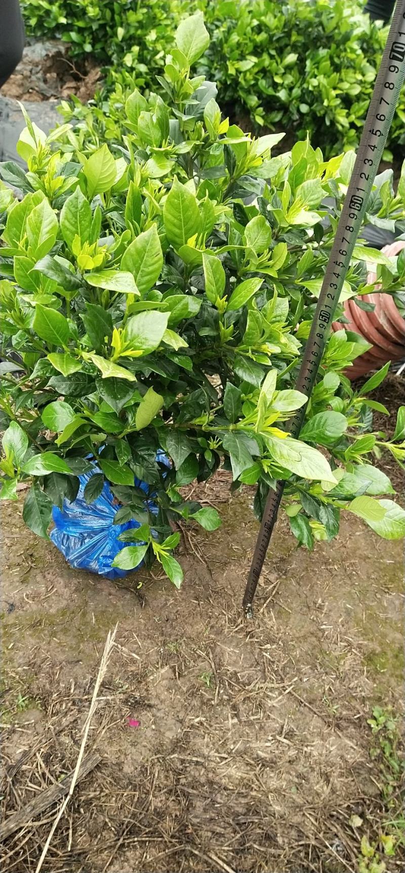 本地栀子花，花苞多，基地直销，现挖现发量大从优，欢迎洽谈