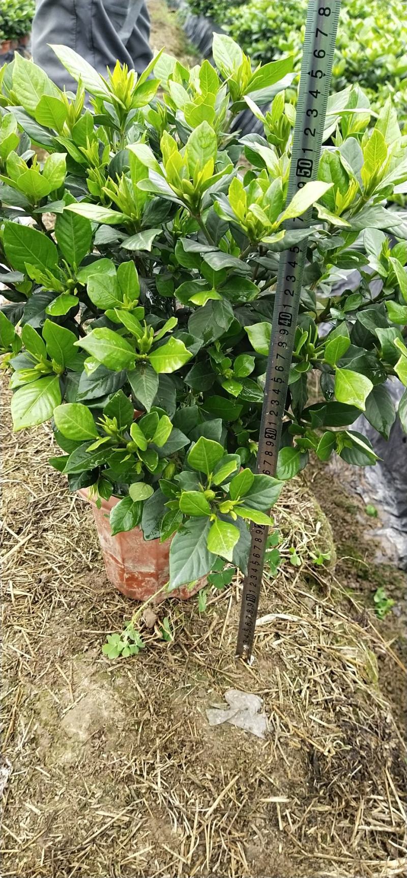 本地栀子花，花苞多，基地直销，现挖现发量大从优，欢迎洽谈