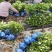 本地栀子花，花苞多，基地直销，现挖现发量大从优，欢迎洽谈
