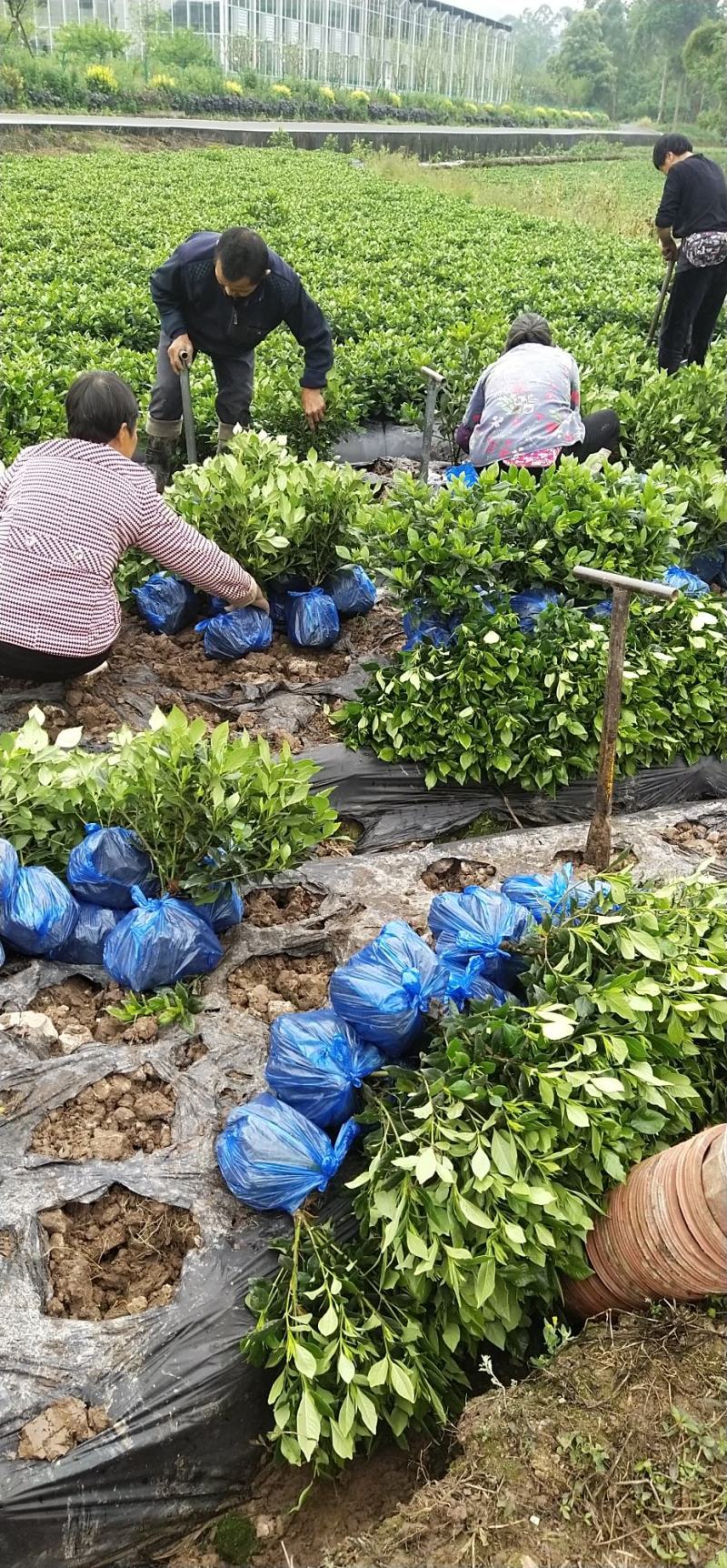 本地栀子花，花苞多，基地直销，现挖现发量大从优，欢迎洽谈