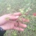 野生蛇莓苗，天然生长，自然有机，无农药化肥，药性强，可绿