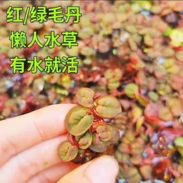 红毛丹苗水养草水生植物池塘鱼缸造景养殖净化水质增氧