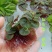 红毛丹苗水养草水生植物池塘鱼缸造景养殖净化水质增氧