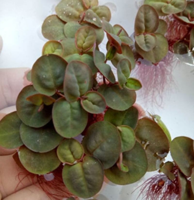 红毛丹苗水养草水生植物池塘鱼缸造景养殖净化水质增氧
