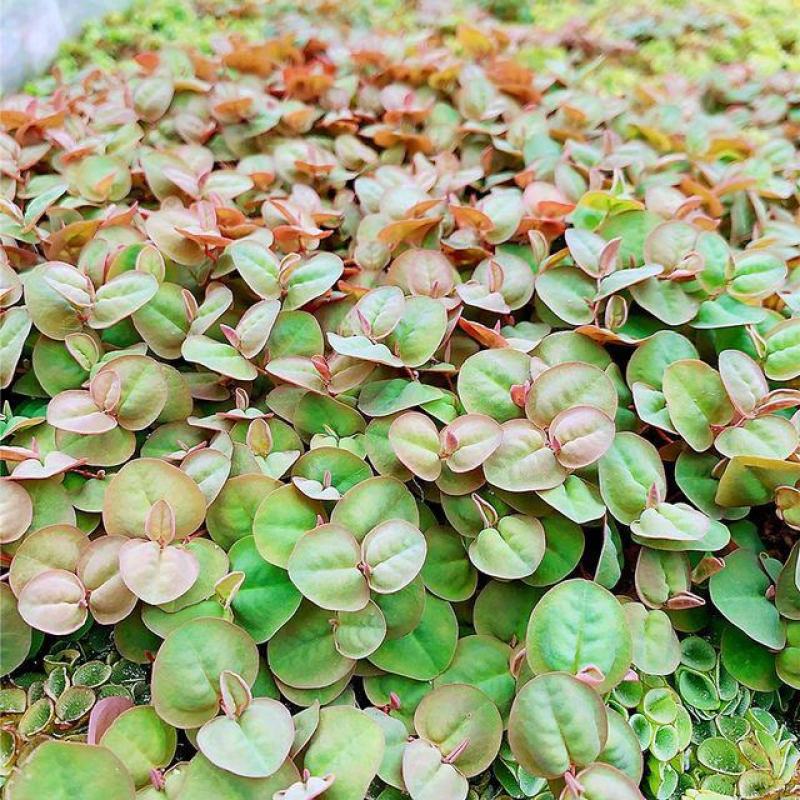 红毛丹苗水养草水生植物池塘鱼缸造景养殖净化水质增氧