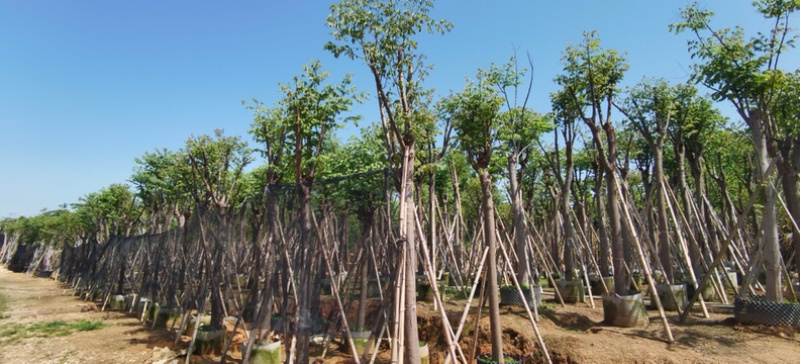 供应黄山栾树【国庆花】8-20分