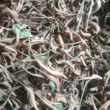 西南小叶石韦药典含量一手货源