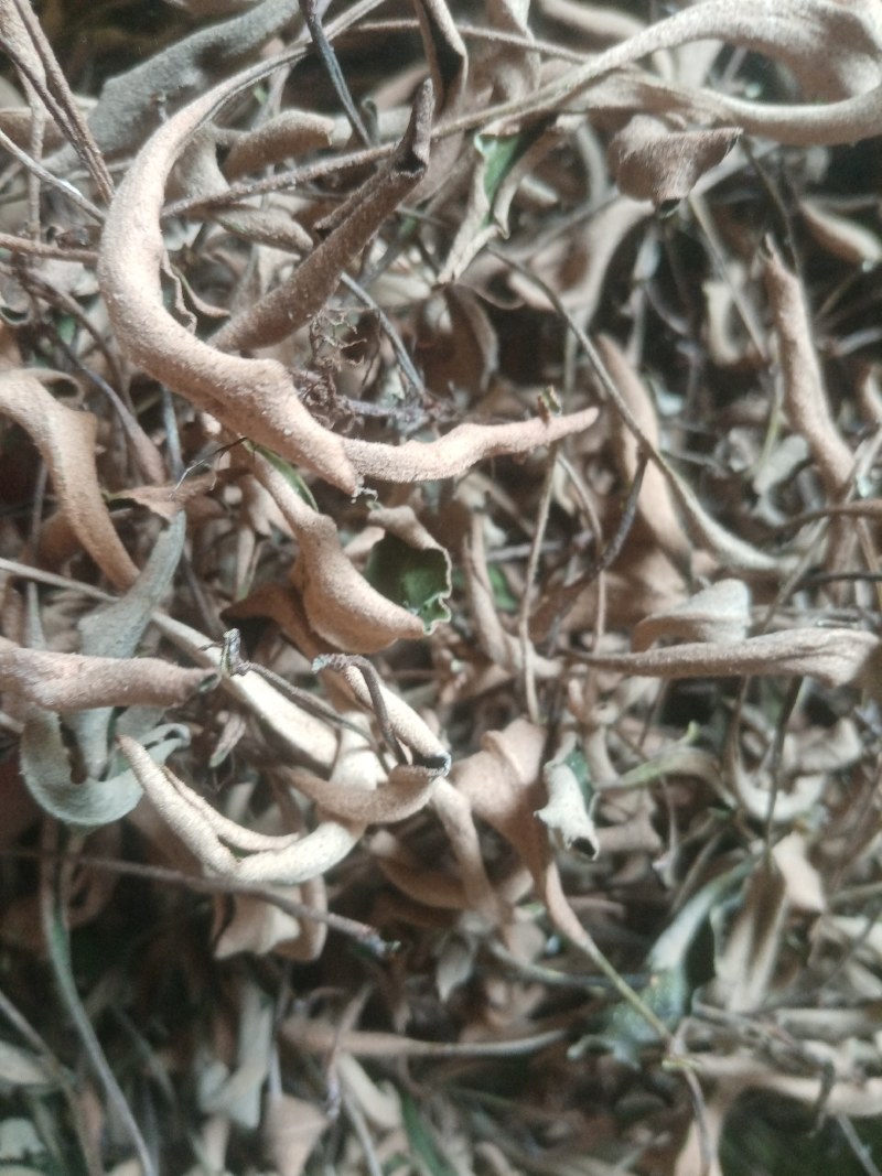 西南小叶石韦药典含量一手货源