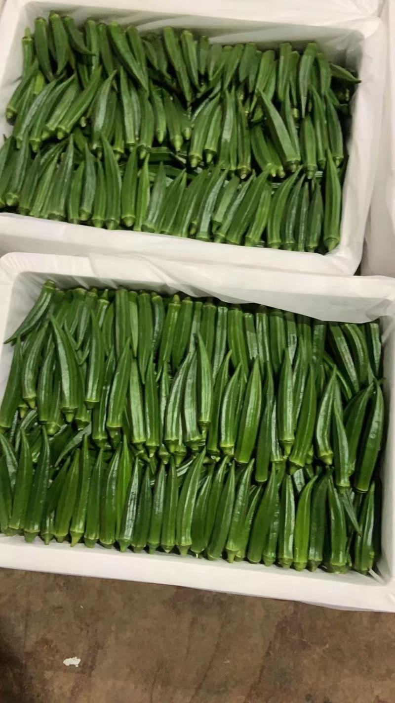 【精品秋葵】福建漳州秋葵大量上市支持全国发货坏菜包赔