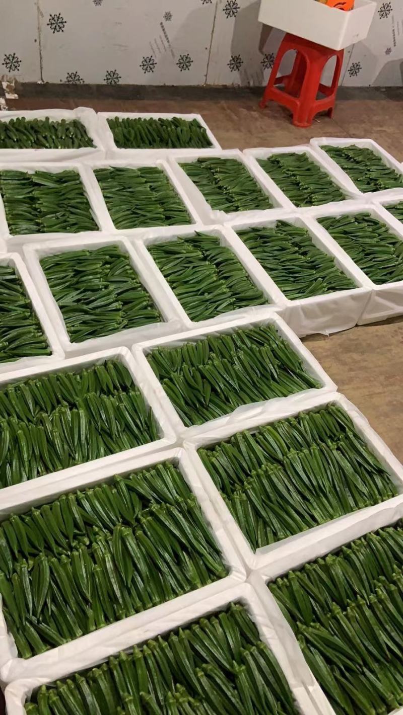 【精品秋葵】福建漳州秋葵大量上市支持全国发货坏菜包赔