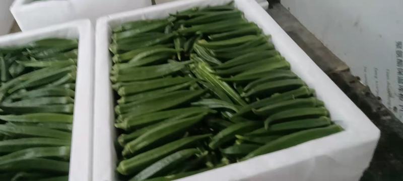【精品秋葵】福建漳州秋葵大量上市支持全国发货坏菜包赔