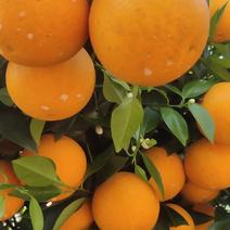 石门县夏橙，个头大，颜色火红，口感甜，带一点微酸，
