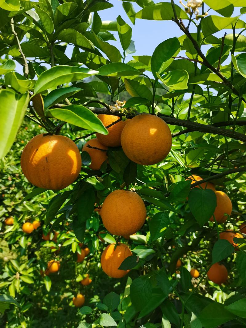 石门县夏橙，个头大，颜色火红，口感甜，带一点微酸，