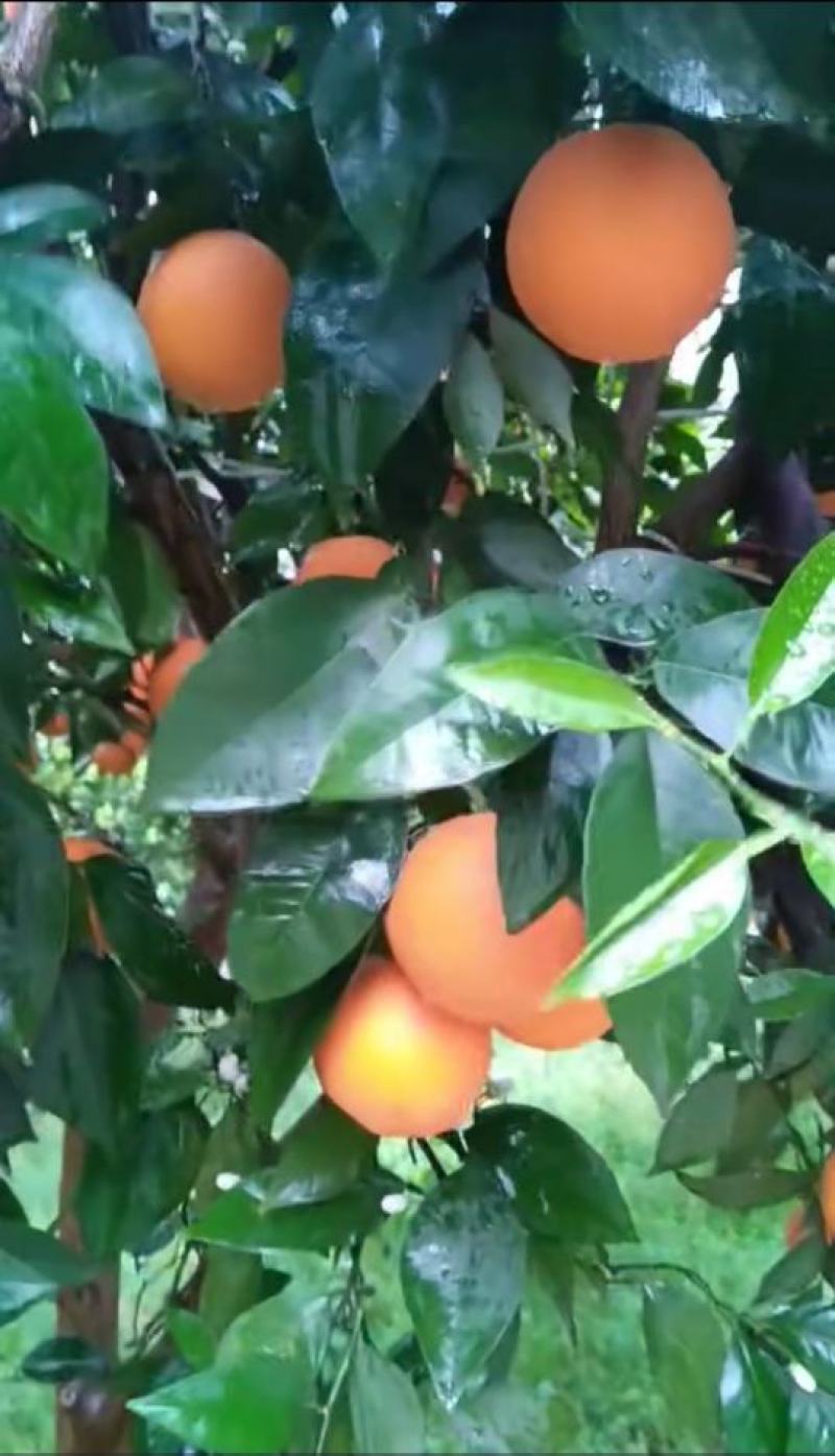 石门县夏橙，个头大，颜色火红，口感甜，带一点微酸，