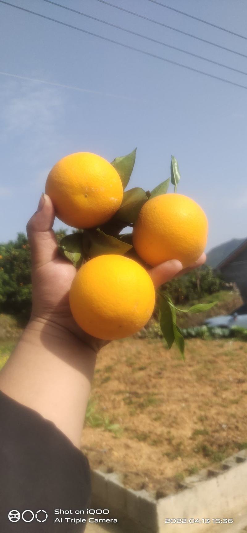 石门县夏橙，个头大，颜色火红，口感甜，带一点微酸，