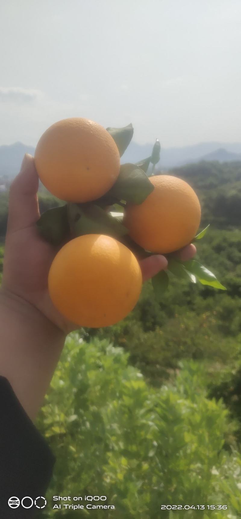 石门县夏橙，个头大，颜色火红，口感甜，带一点微酸，