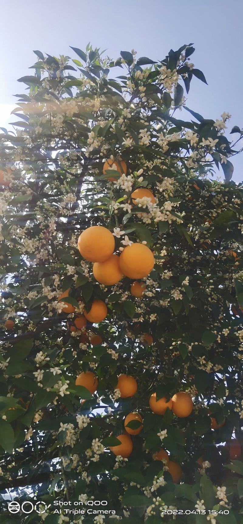 石门县夏橙，个头大，颜色火红，口感甜，带一点微酸，