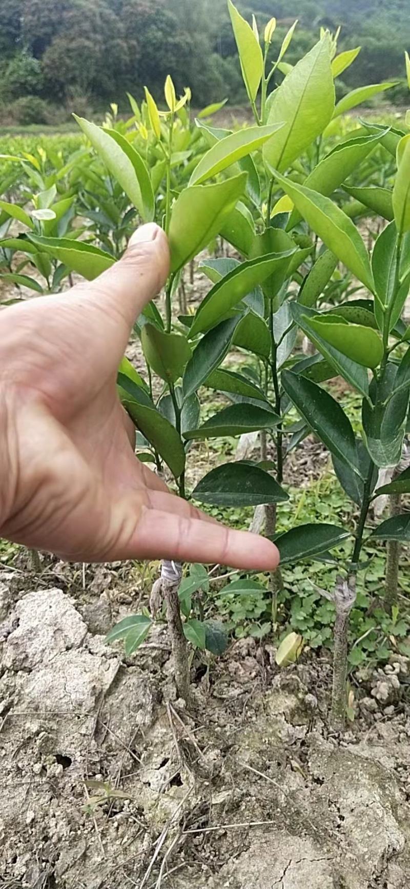 新会柑，也叫茶枝柑陈皮柑，小青柑苗，种植易管理，