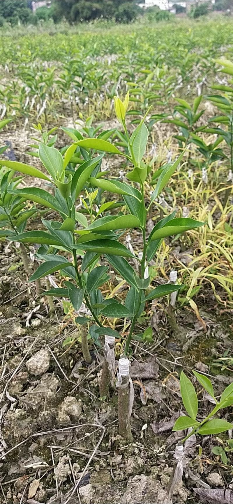 新会柑，也叫茶枝柑陈皮柑，小青柑苗，种植易管理，