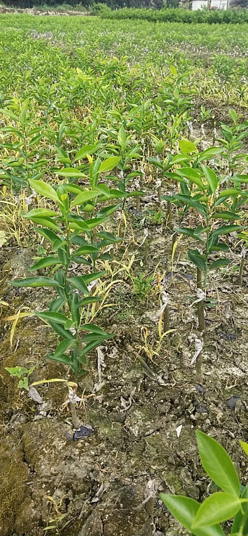 新会柑，也叫茶枝柑陈皮柑，小青柑苗，种植易管理，