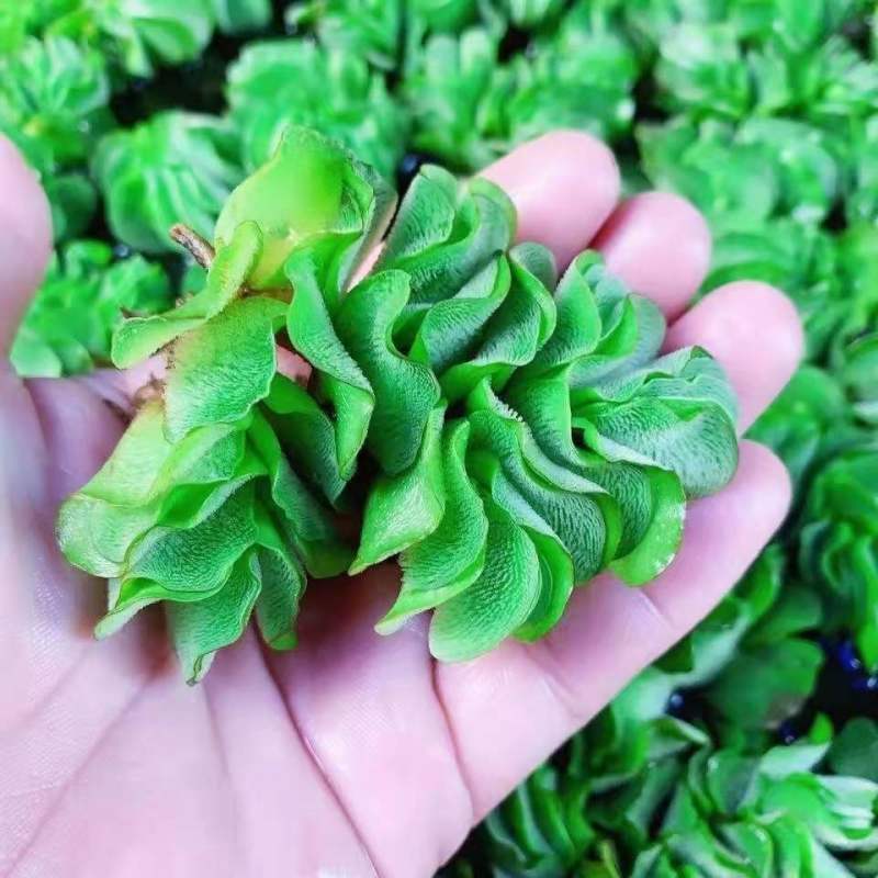 象耳萍水浮莲水养草水生植物池塘鱼缸造景养殖净化水质水培花