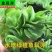 象耳萍水浮莲水养草水生植物池塘鱼缸造景养殖净化水质水培花