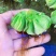 象耳萍水浮莲水养草水生植物池塘鱼缸造景养殖净化水质水培花
