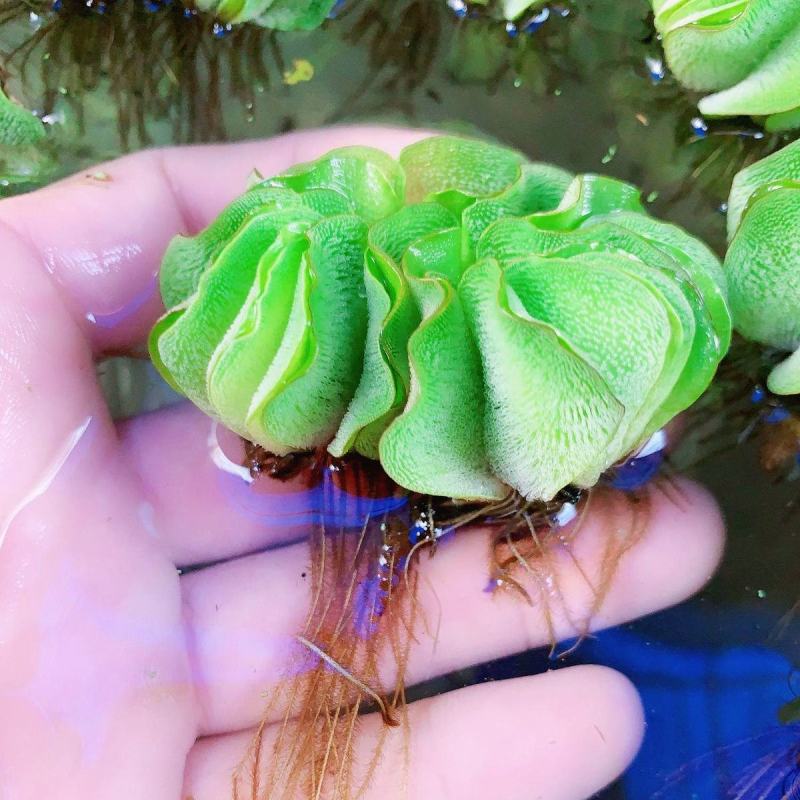 象耳萍水浮莲水养草水生植物池塘鱼缸造景养殖净化水质水培花