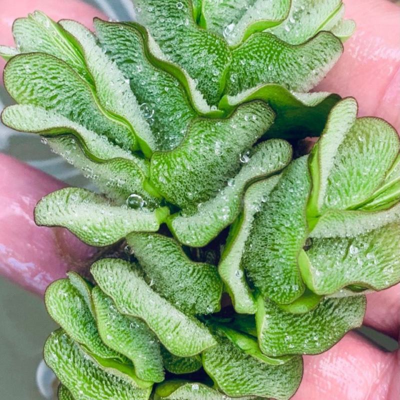 象耳萍水浮莲水养草水生植物池塘鱼缸造景养殖净化水质水培花
