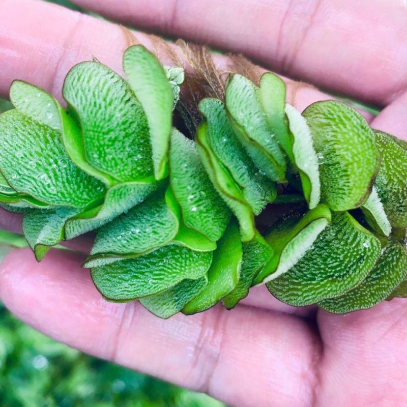 象耳萍水浮莲水养草水生植物池塘鱼缸造景养殖净化水质水培花